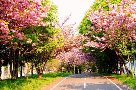 2012-5-21金環日食 022.jpg